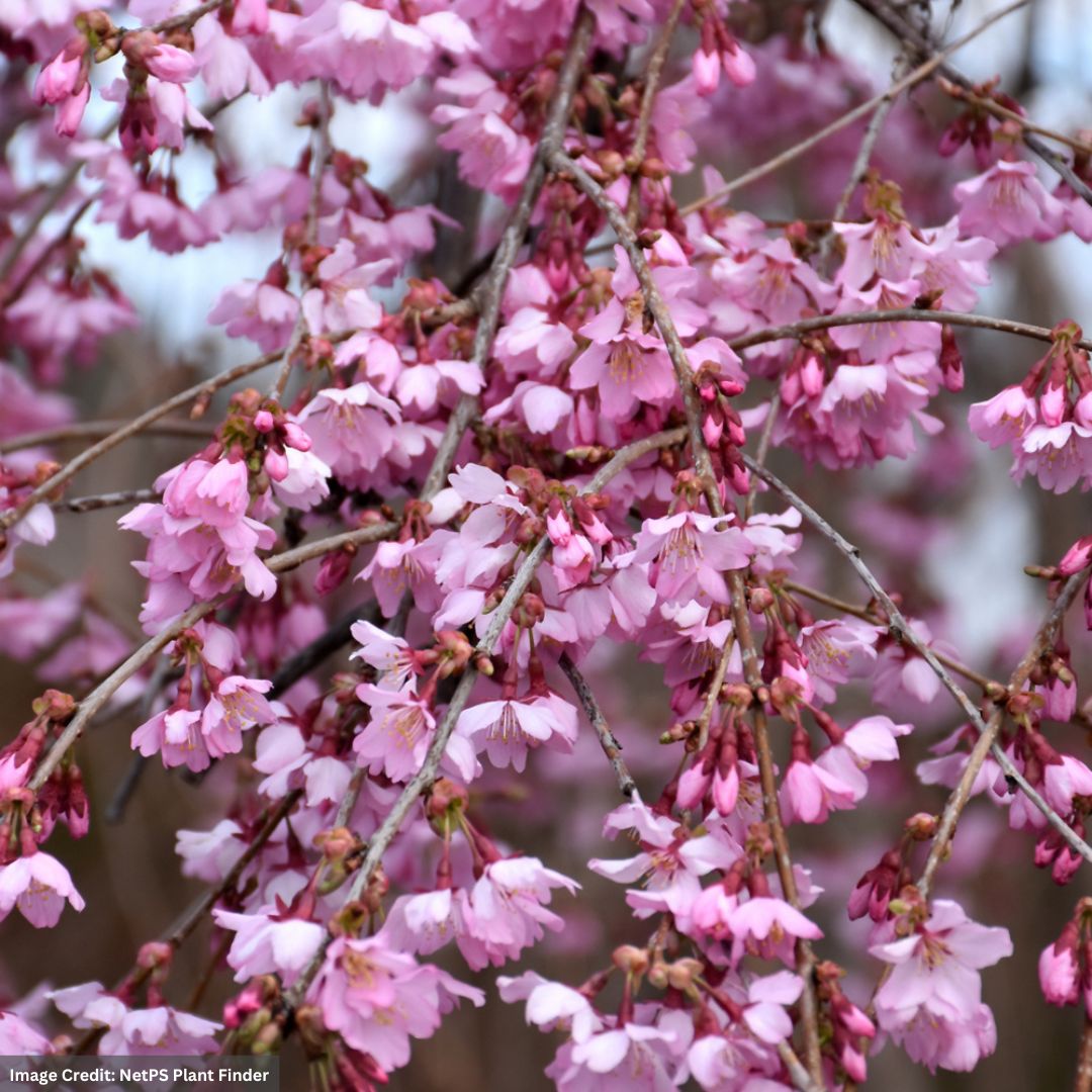 Cherry Blossom – Pink Cascade Weeping – 5ft – #20 Container